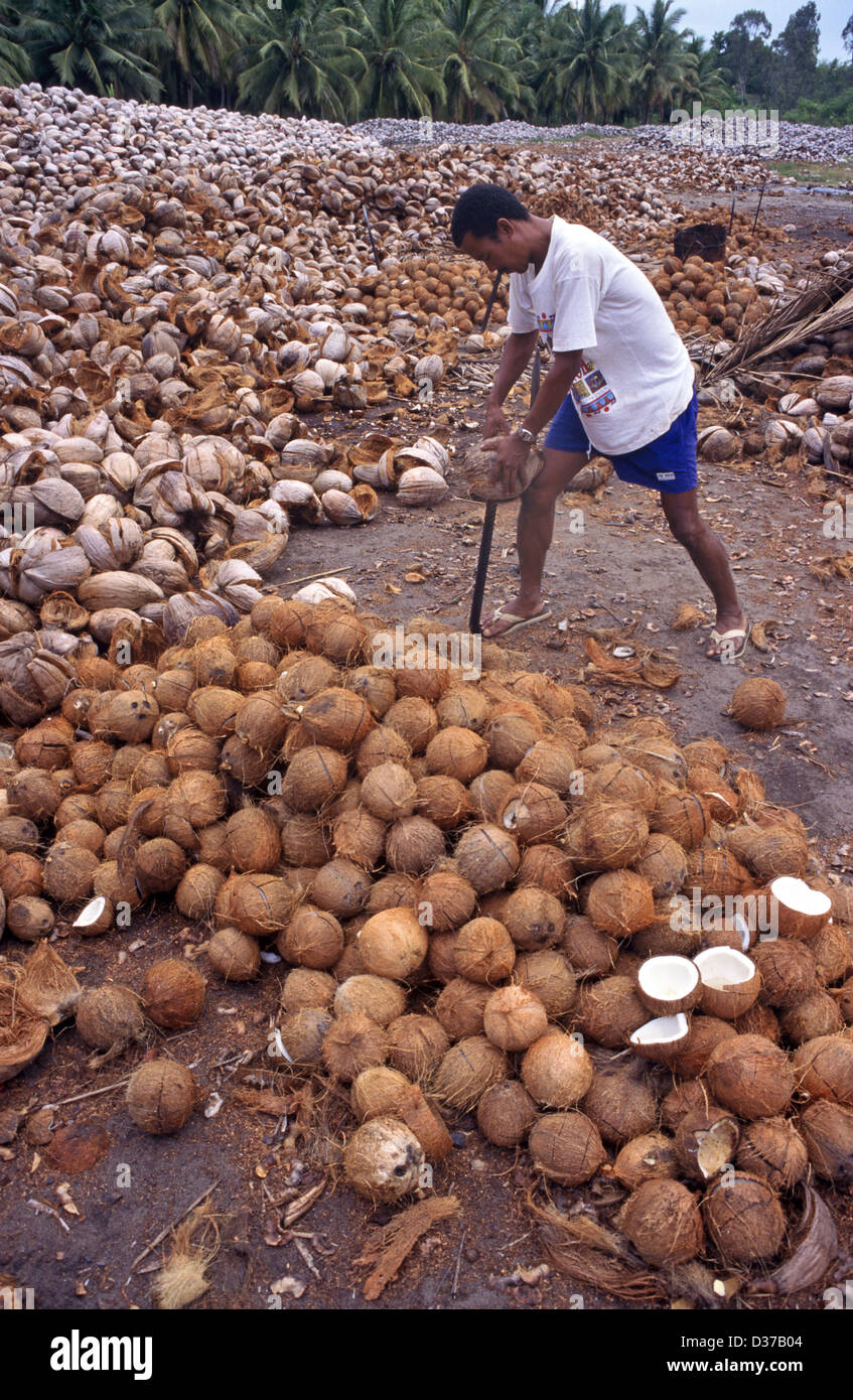 Malagasy Man or Worker Breaking Open Coconuts in Coconut Oil Factory in
