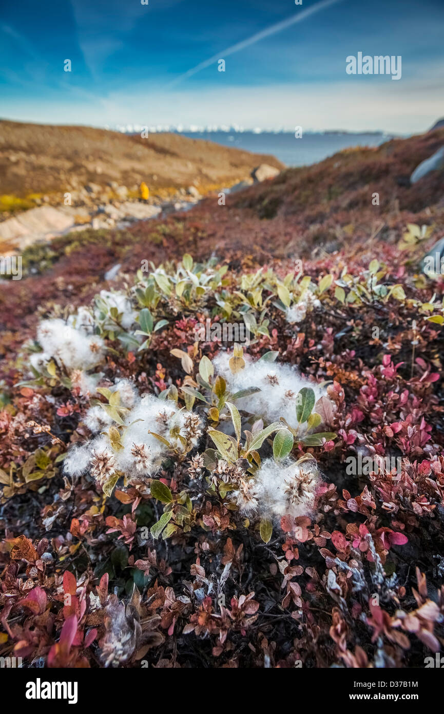 Autumn tundra landscape, Scoresbysund, Greenland Stock Photo