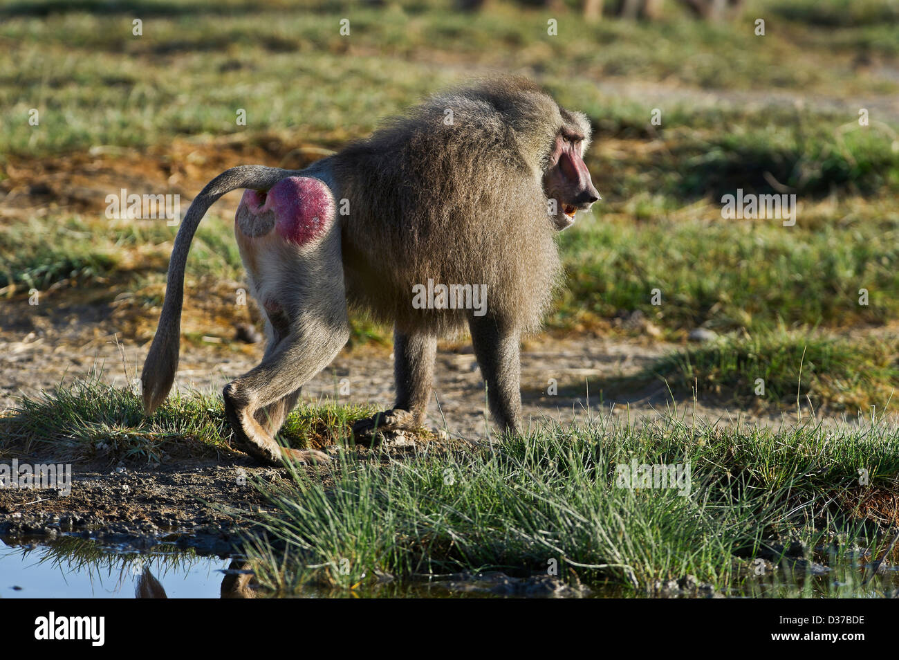 Male buttocks hi-res stock photography and images - Alamy