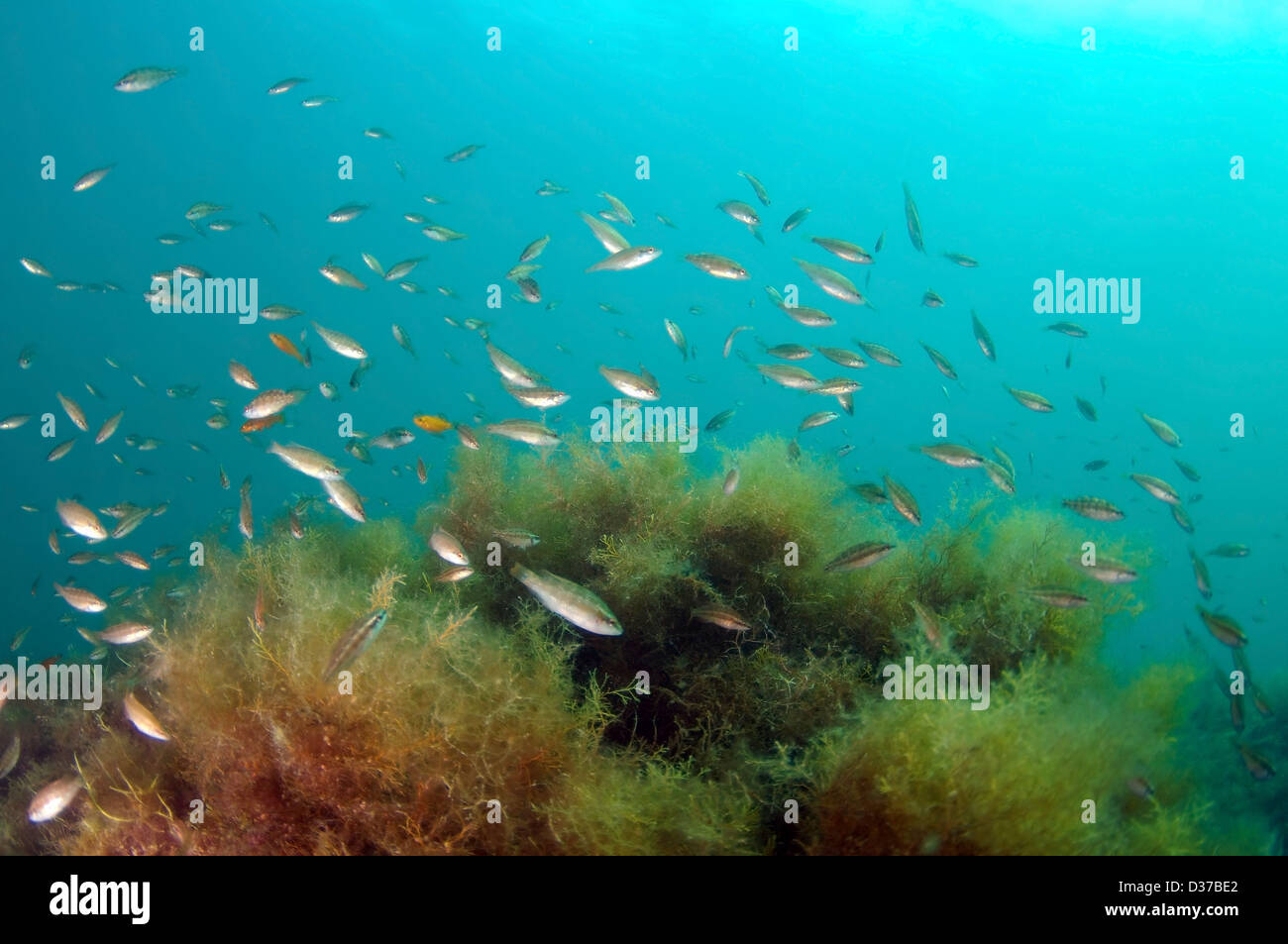 shoal of fish Ocellated wrasse (Symphodus ocellatus) Stock Photo