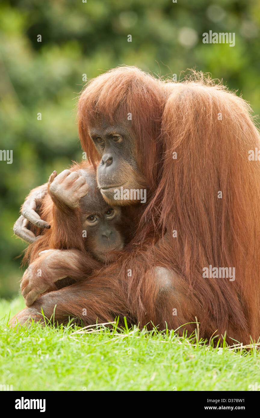 Pongo pygmaeus orangutan  posing for a portrait similar in style to Dorothea Lange's FSA image Migrant Mother Stock Photo