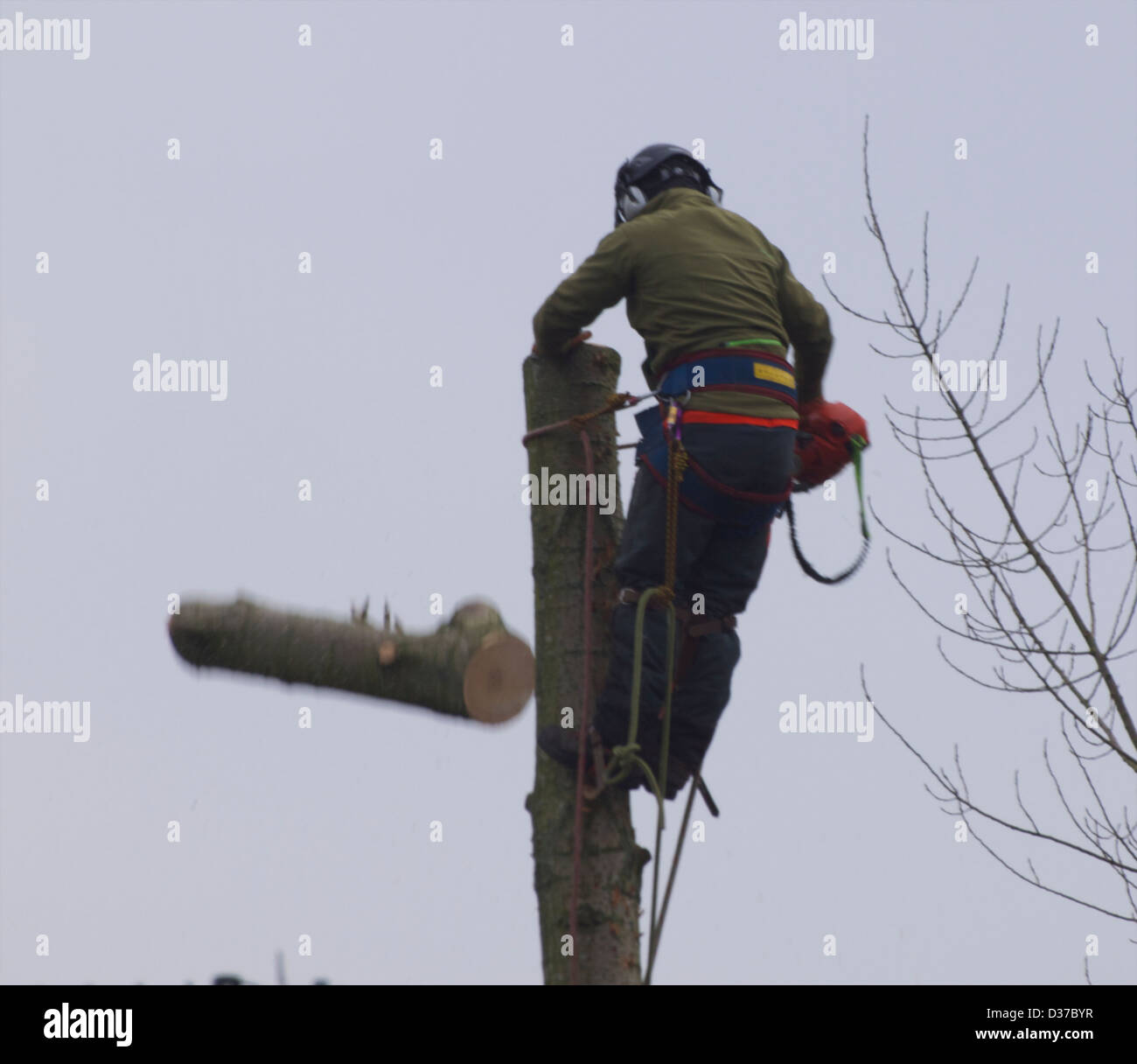 Man up in a tree using a chainsaw to cut it down Stock Photo - Alamy