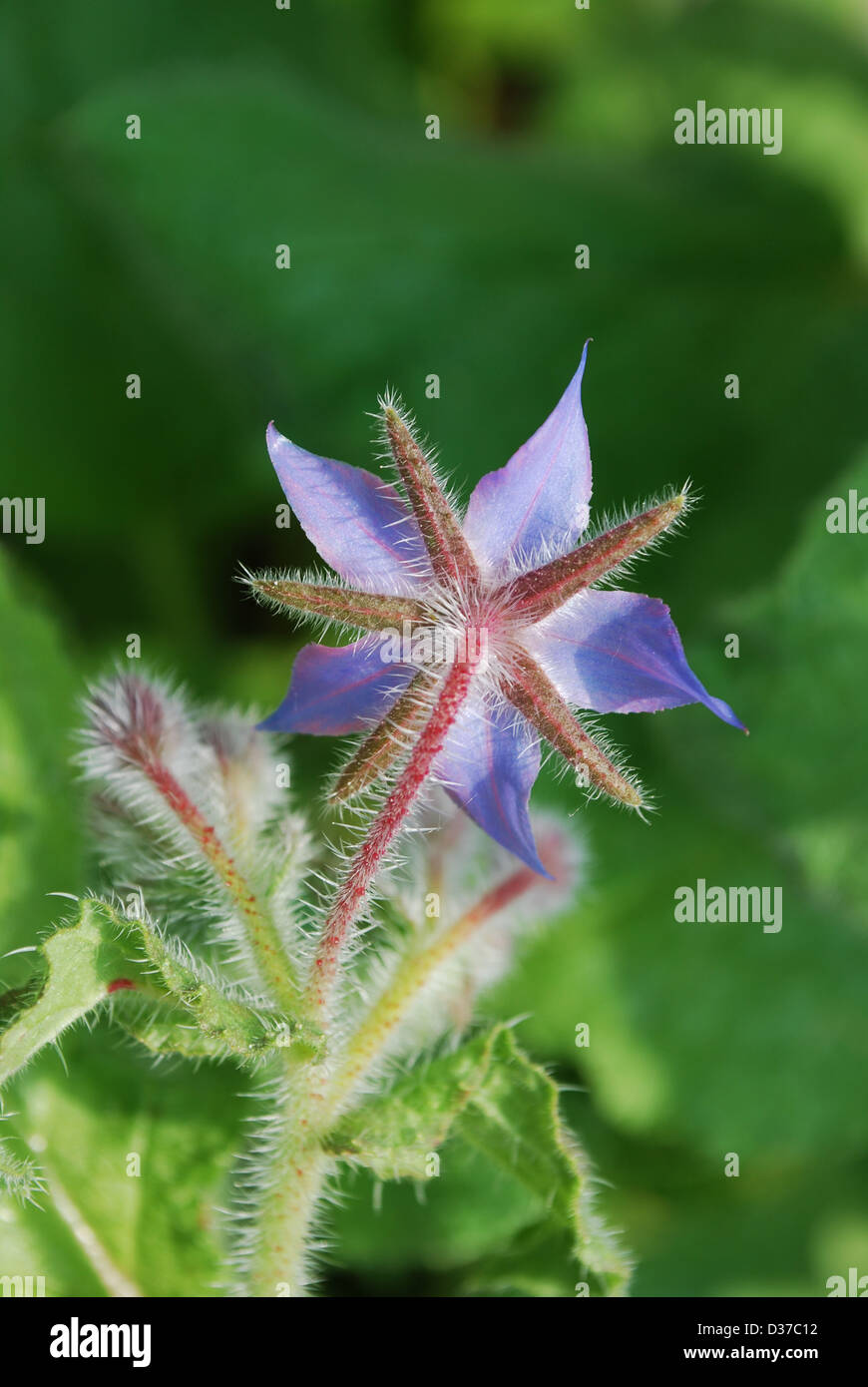 Borage, Borago Officinalis, blue star flower in the garden Stock Photo