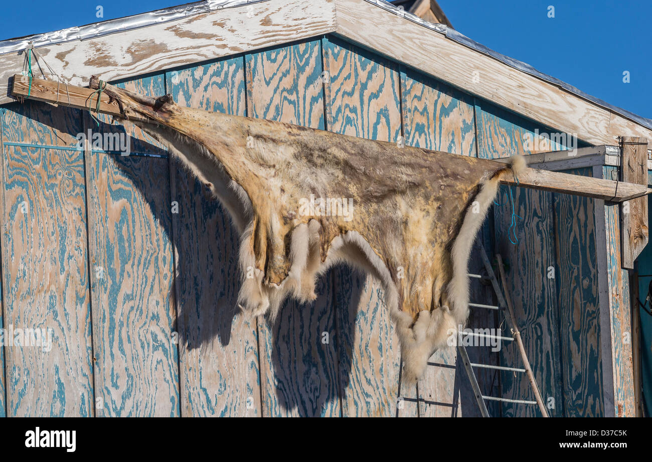 Polar bear skin on the side of a house in the village of Ittoqqortoormiit (Scoresbysund), Greenland Stock Photo