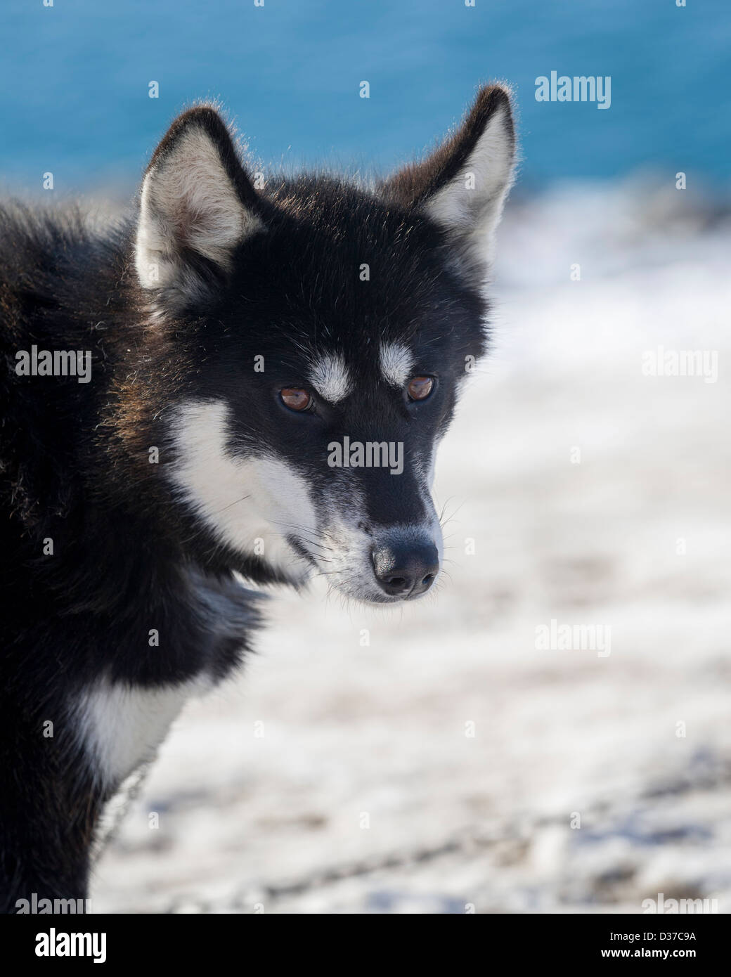 Siberian Husky (Canis familiaris) Sled dog chained, Ittoqqortoormiit (Scoresbysund) Sermersooq Municipality, Greenland Stock Photo