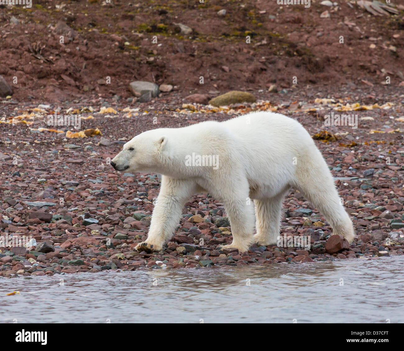 Polar Bear Ursus Maritimus Spitsbergen Svalbard Norway Stock Photo
