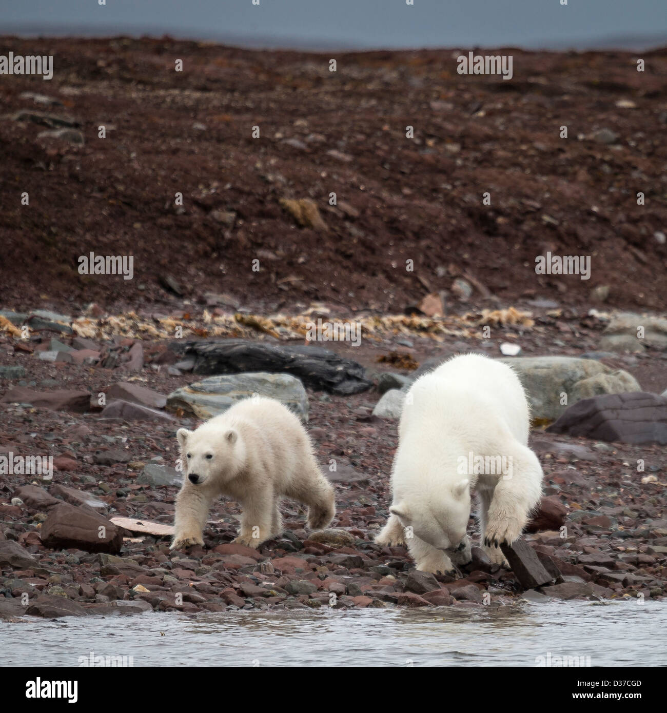 Polar bears (Ursus maritimus), Spitsbergen, Svalbard, Norway Stock Photo