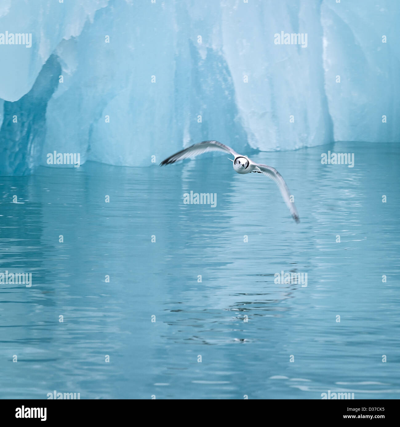 Kittiwakes (Rissa tridactyla) flying by icebergs, Svalbard, Norway Stock Photo