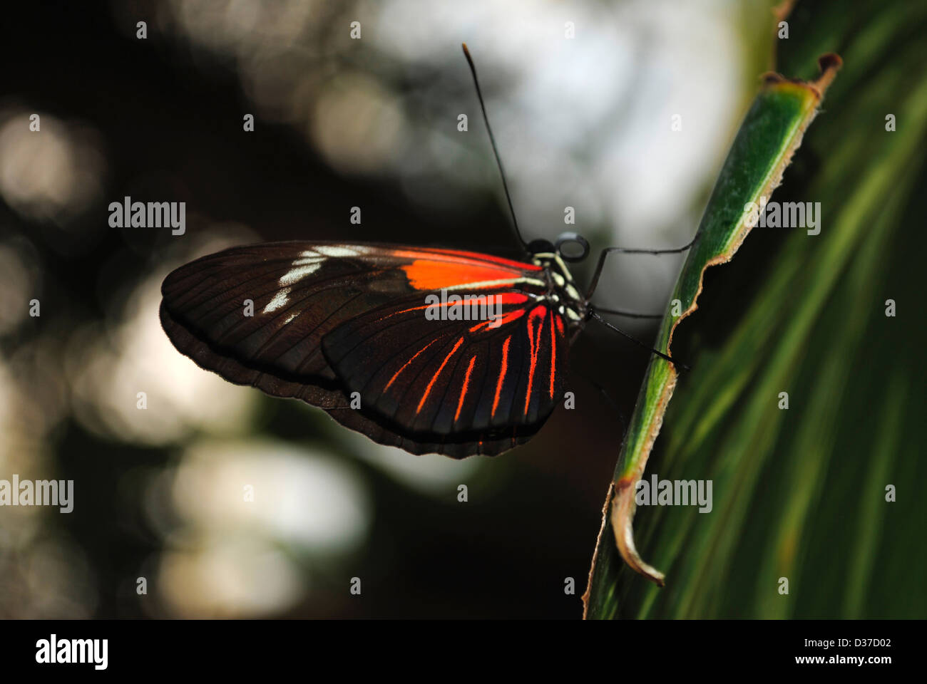 Doris Longwing Butterfly Latin name Heliconius Doris Stock Photo - Alamy