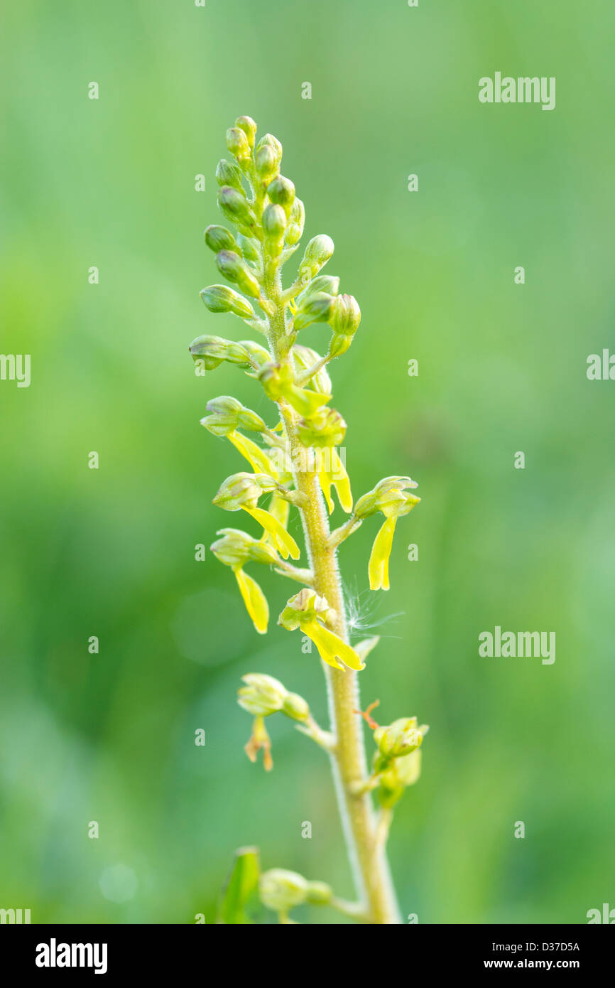 Common Twayblade growing in a British springtime meadow. Stock Photo