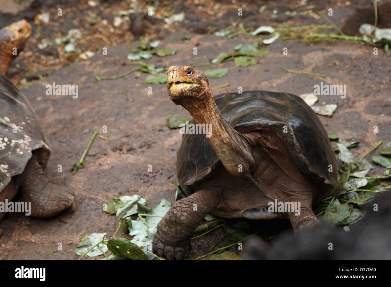 turtle tortoise at the Darwin research station, Galapagos Islands