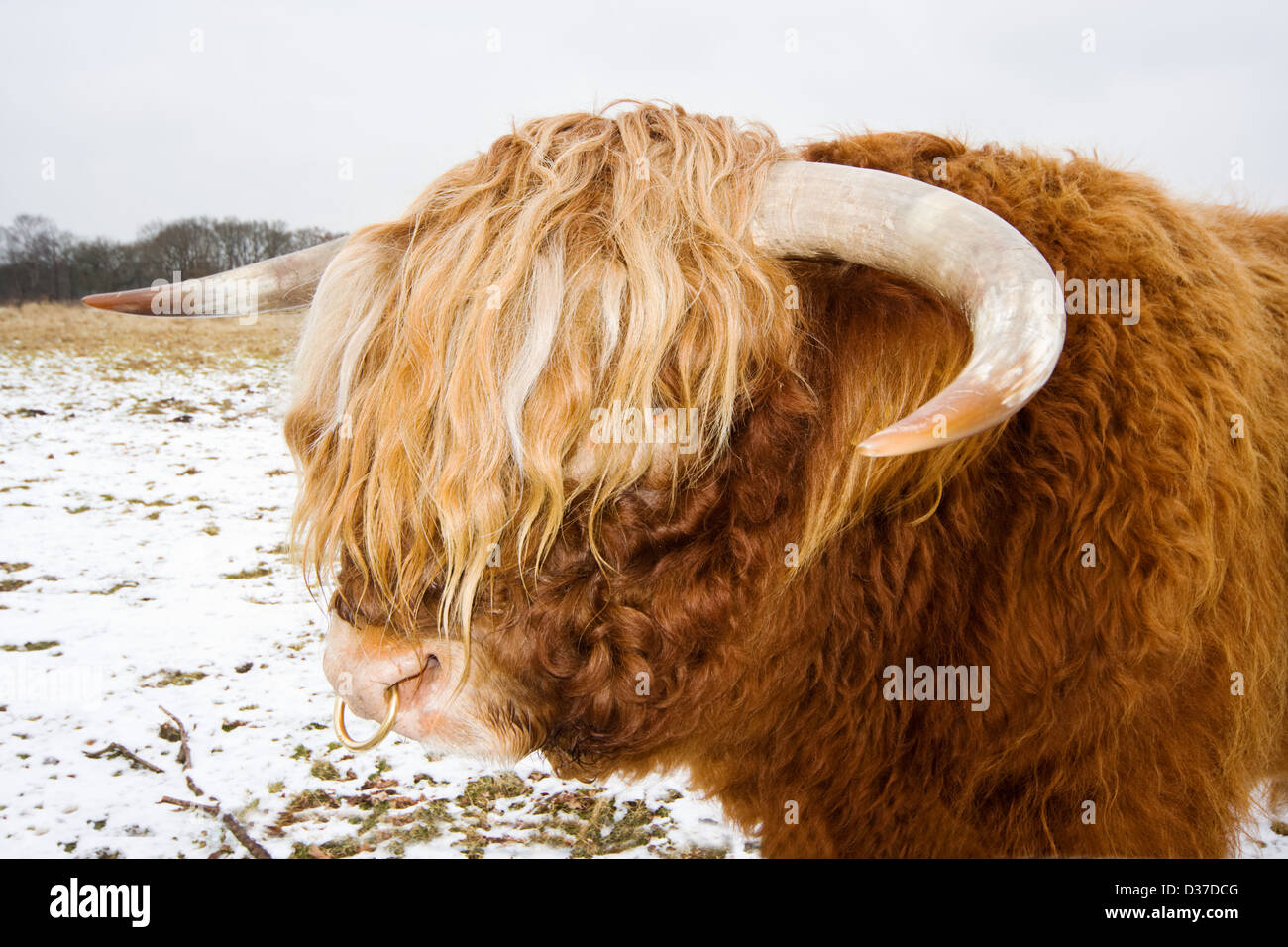 Highland bull, with a ring in its nose in a snowy field Stock Photo
