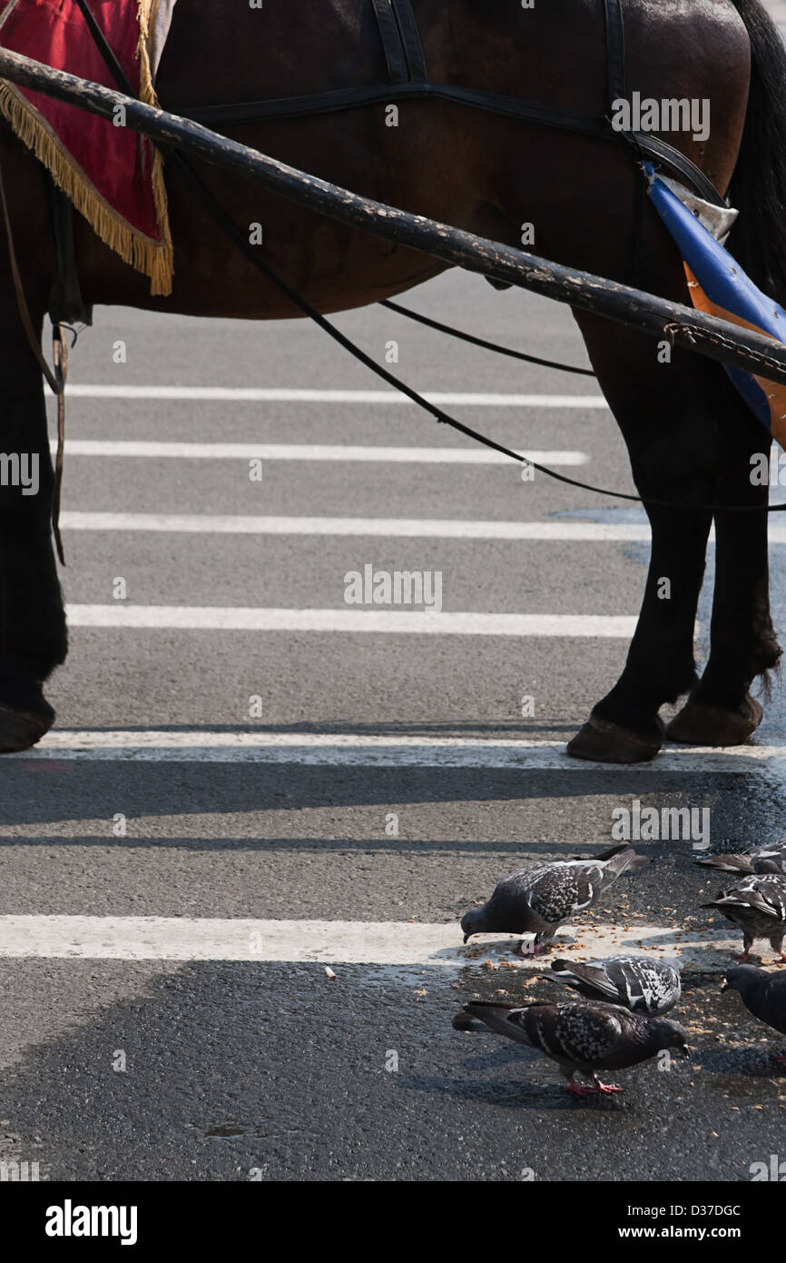 In the street of the city is a horse and pigeons pecking  manure Stock Photo