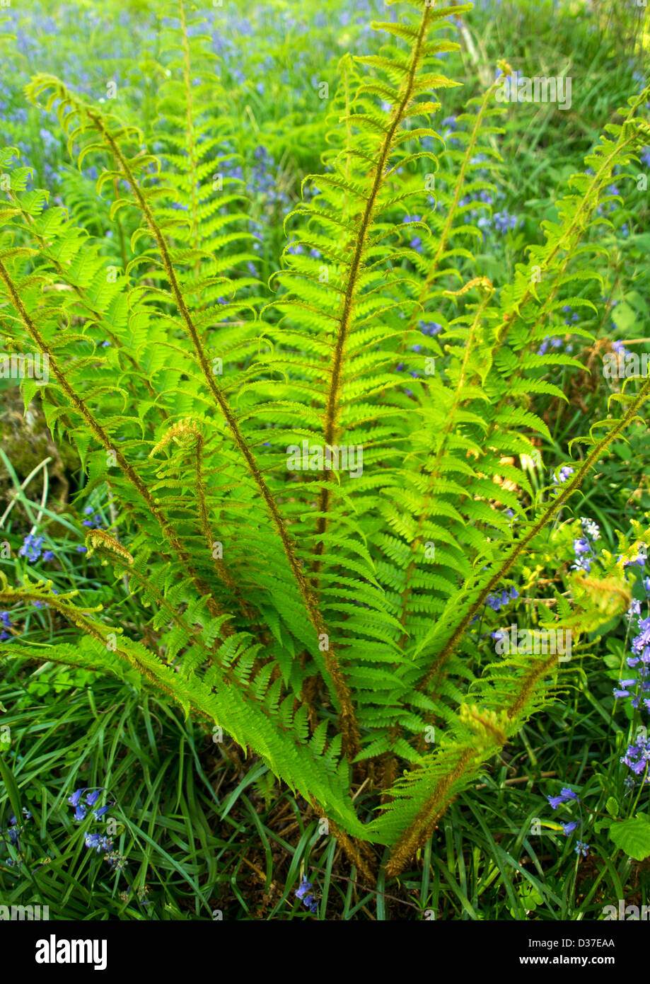 Spring Time Fern by streams edge Stock Photo