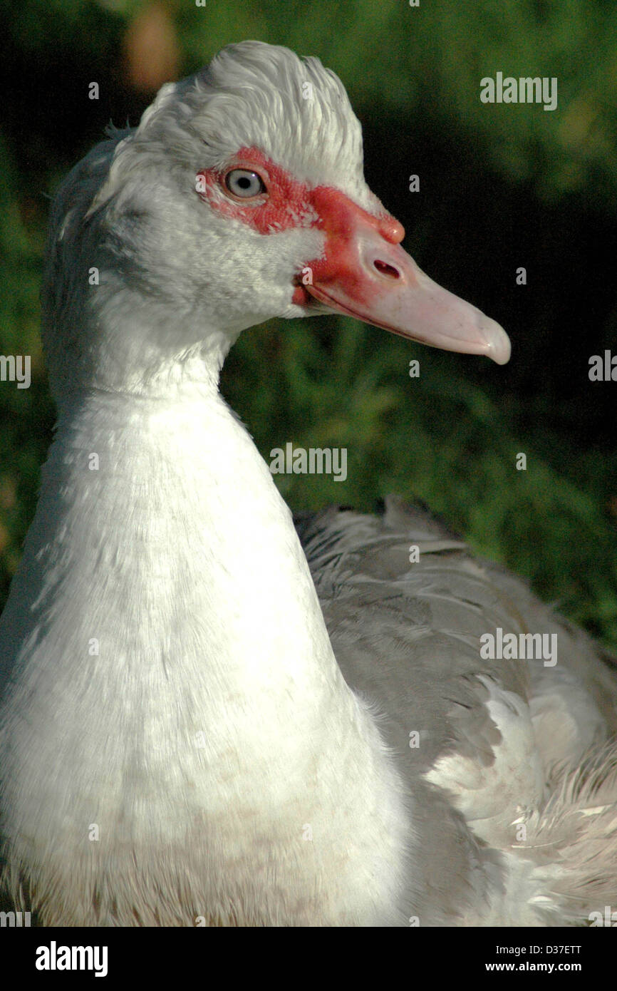 Lavender Muscovy duck Stock Photo Alamy