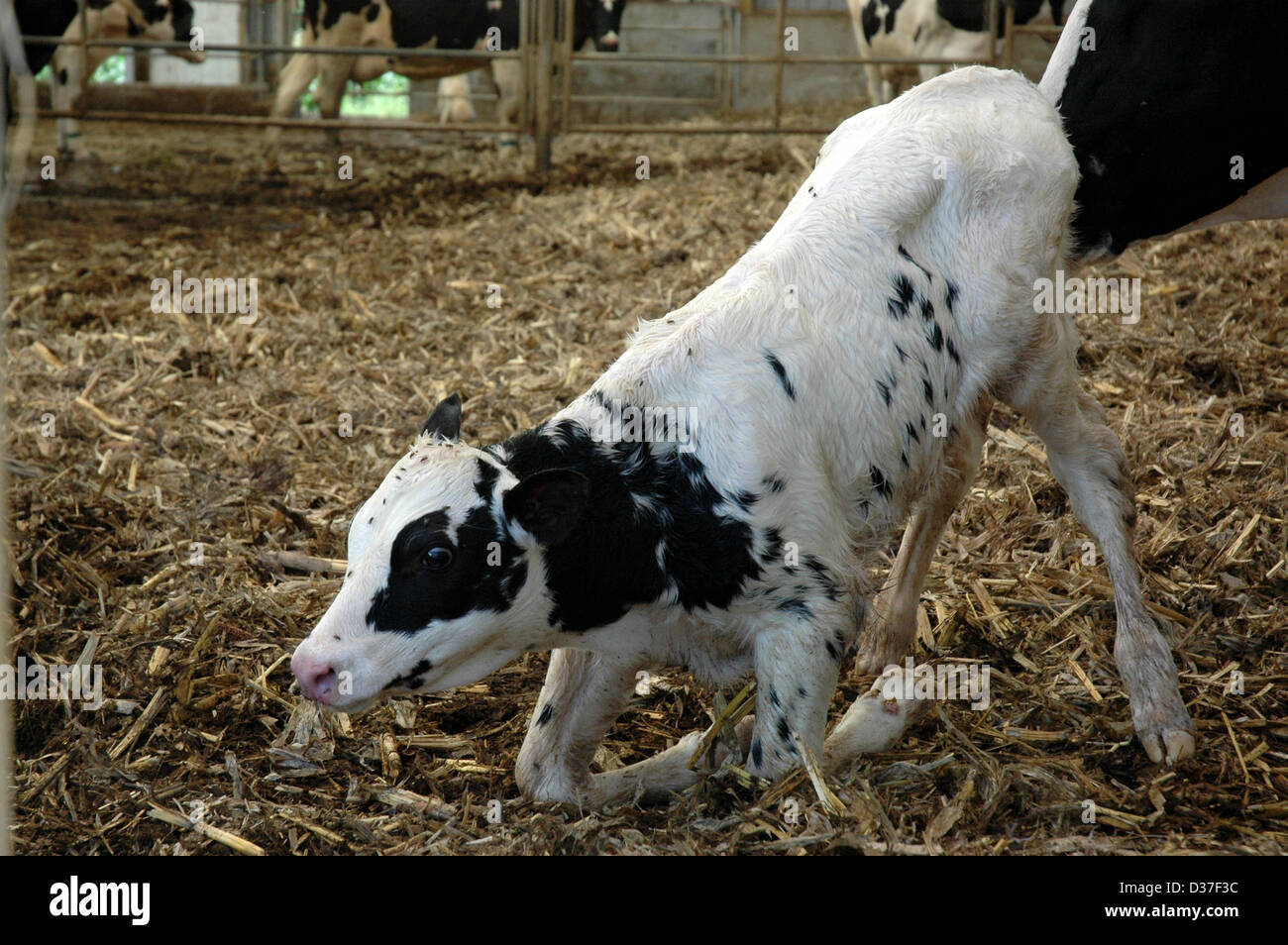 Newborn calf learning to stand Stock Photo - Alamy