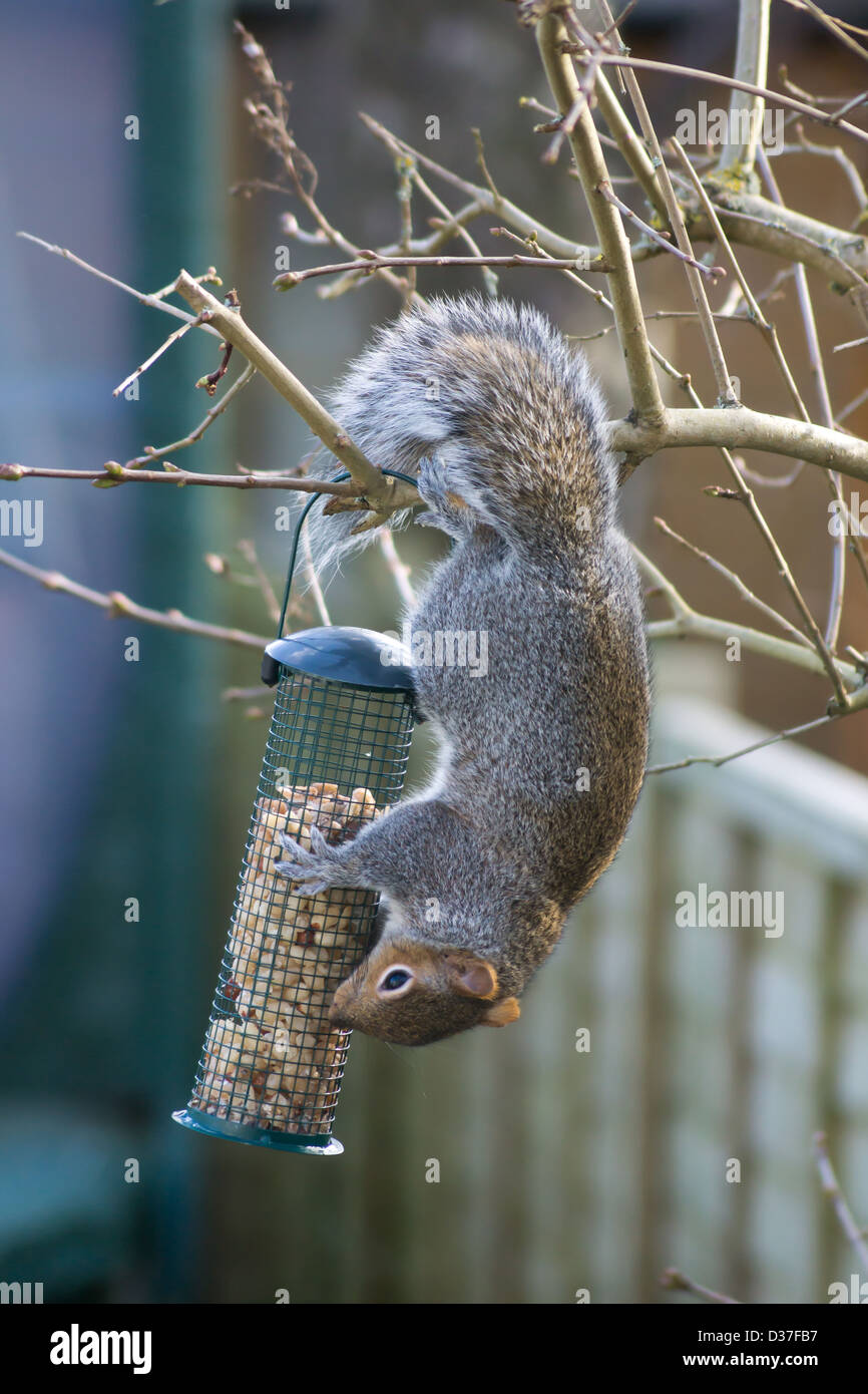 Squirrel on nuts Stock Photo Alamy