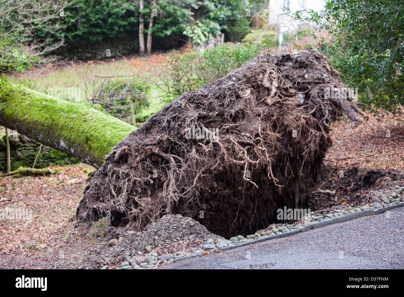 An old Oak tree blown over by storm force winds in Rydal, Lake District