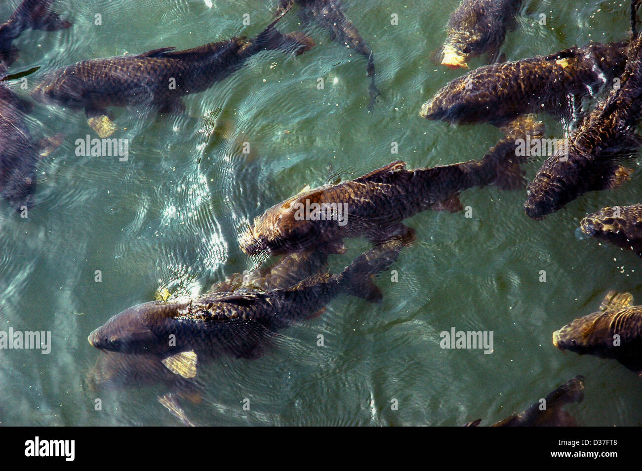 Carp group hi-res stock photography and images - Alamy