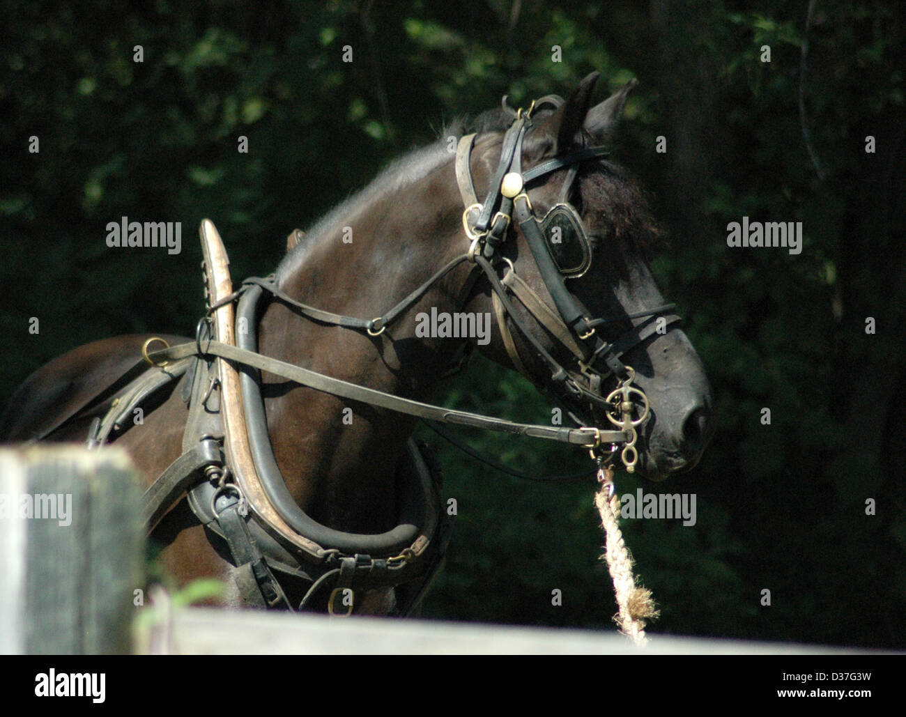 Work horse Stock Photo