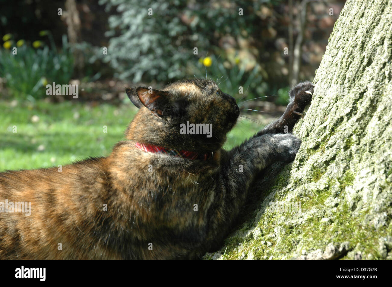 Tortoiseshell cat scratching a tree Stock Photo Alamy
