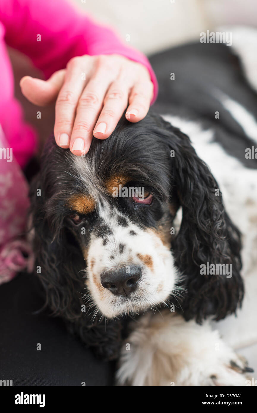 USA, New Jersey, Jersey City, Senior woman stroking her dog Stock Photo