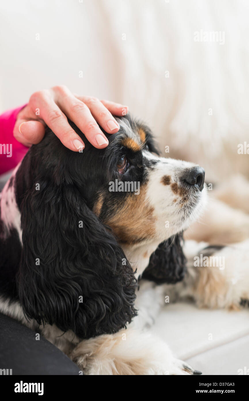 USA, New Jersey, Jersey City, Senior woman stroking her dog Stock Photo