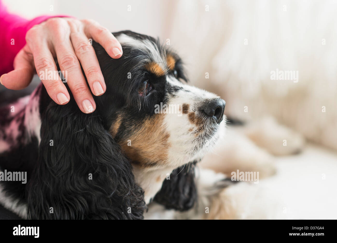 USA, New Jersey, Jersey City, Senior woman stroking her dog Stock Photo