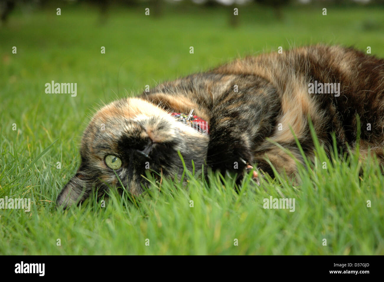Cat rolling in the grass Stock Photo Alamy