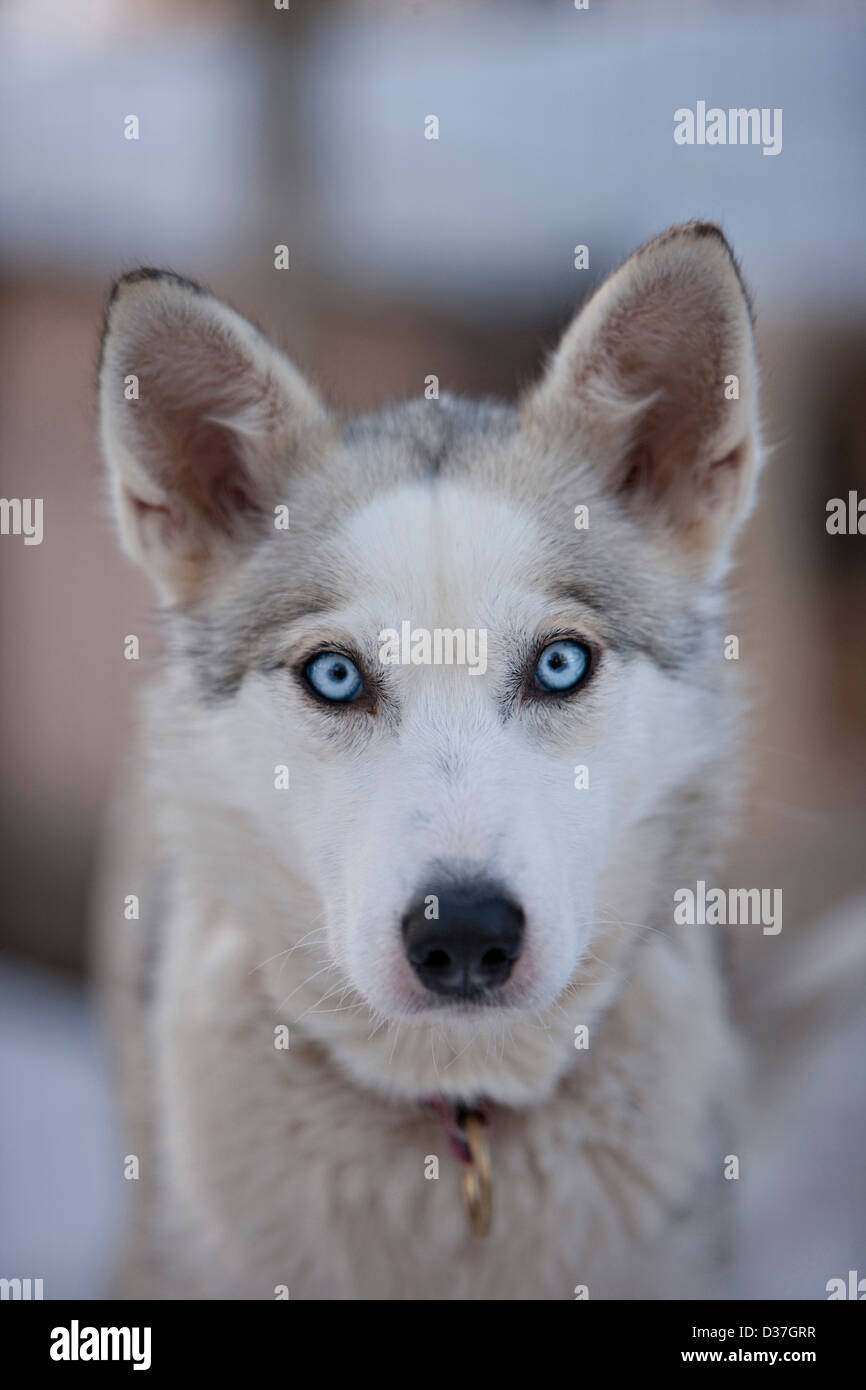 Portrait of husky, Lapland Stock Photo
