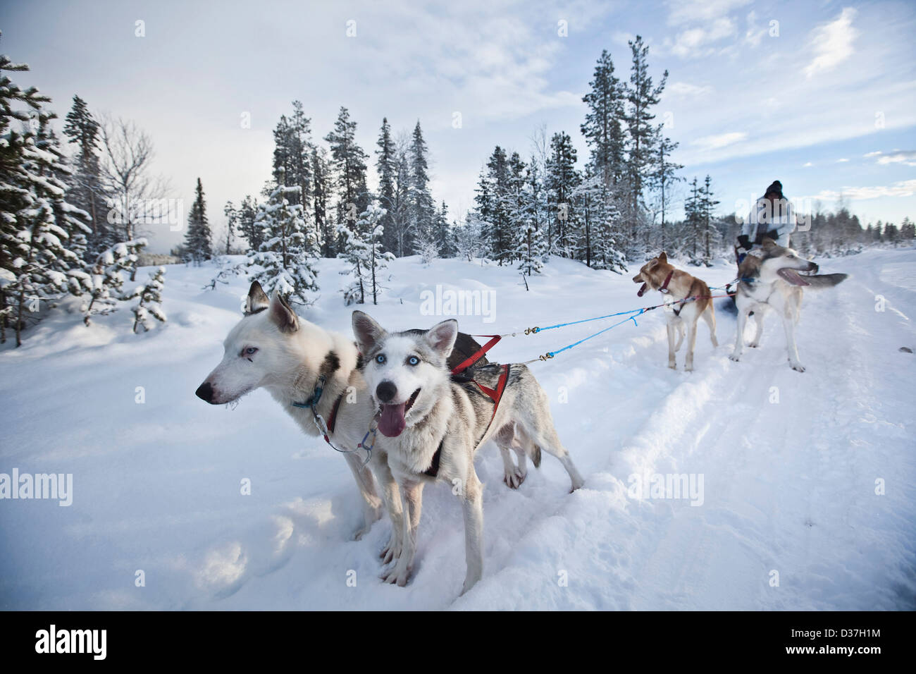 Huskies pulling sled along snow, Lapland Stock Photo Alamy