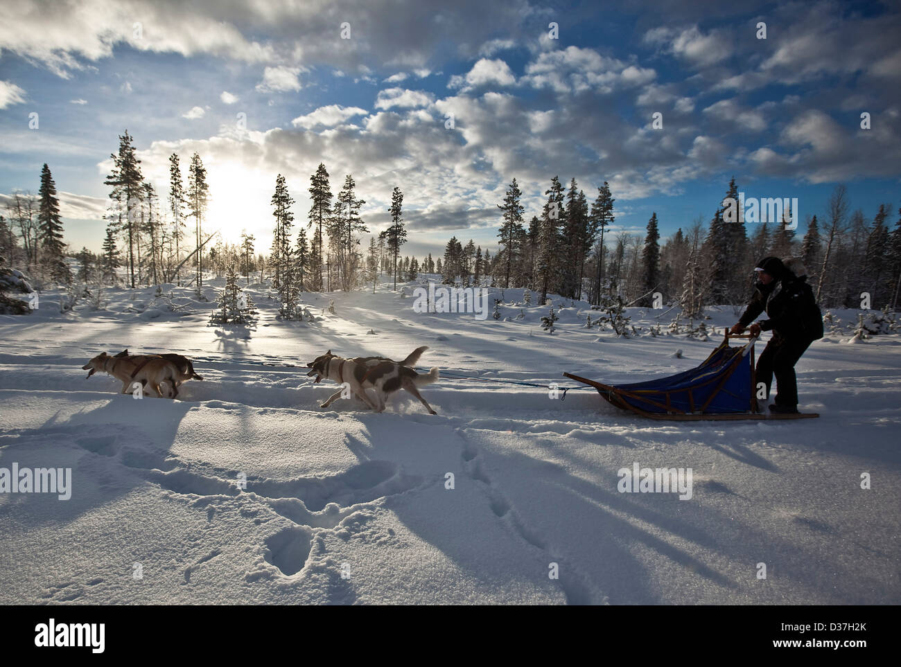 Huskies pulling sled along snow, Lapland Stock Photo