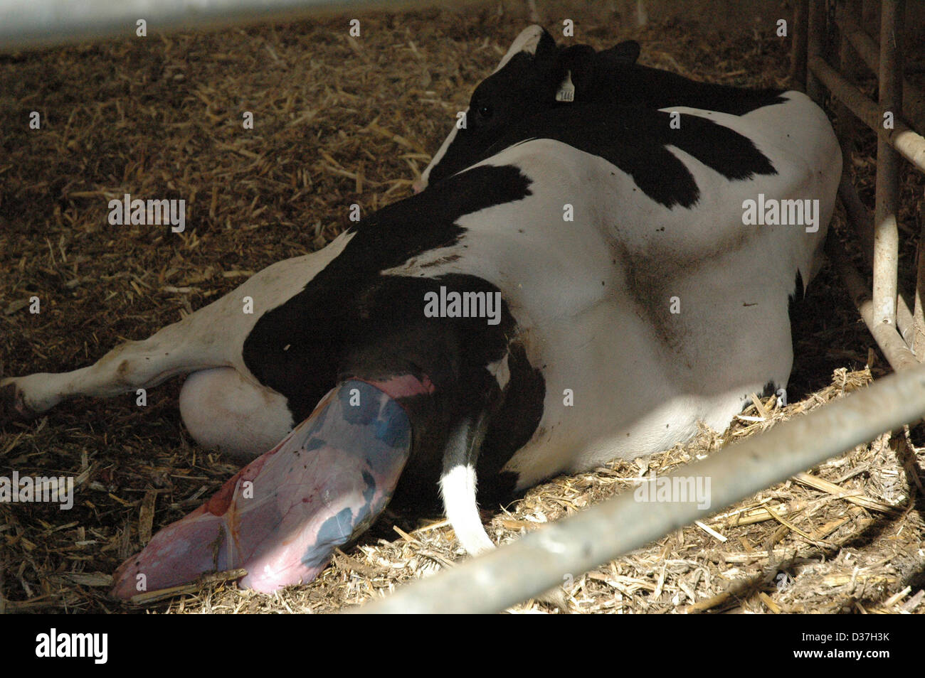 A Cow giving birth Stock Photo