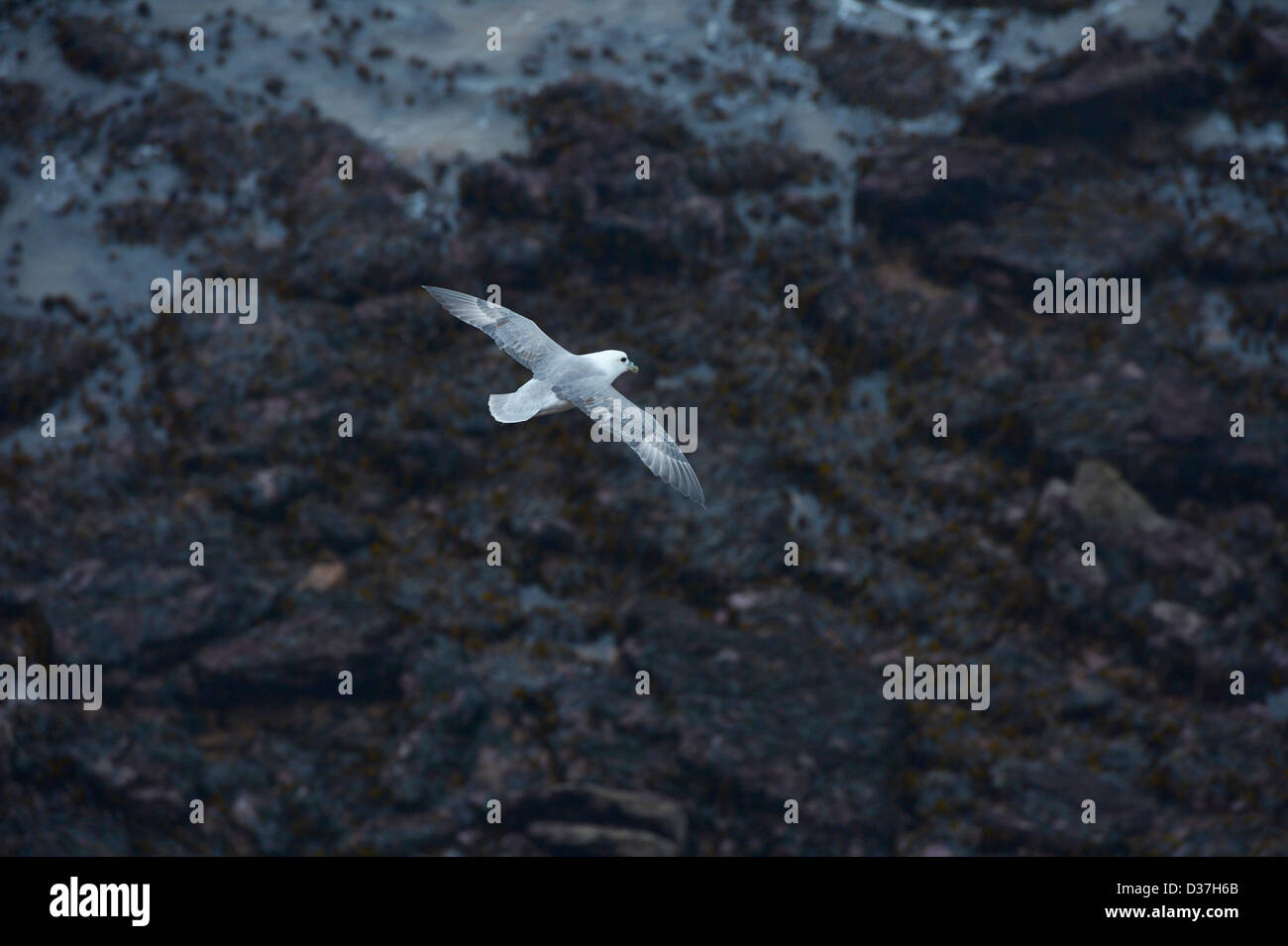 A Fulmar bird in flight (Fulmarus glacialis) Along its natural habitat Stock Photo