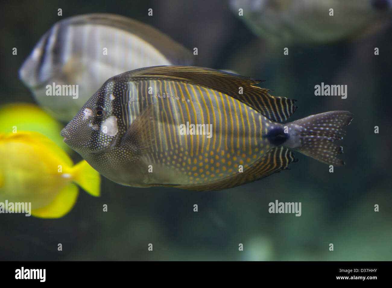 Desjardini tang with marked face, Stock Photo