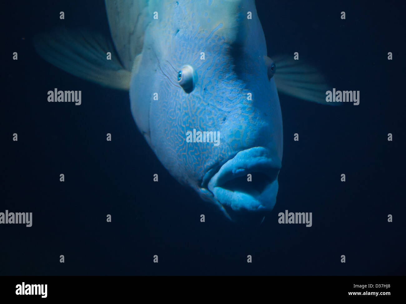 Big blue fish swimming (napoleon wrasse) Stock Photo