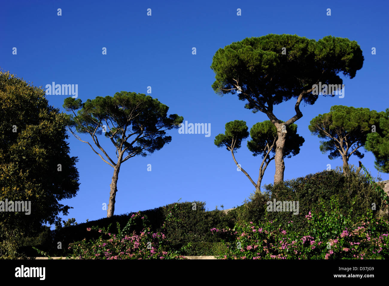 italy, rome, villa borghese, pincio, pine trees Stock Photo