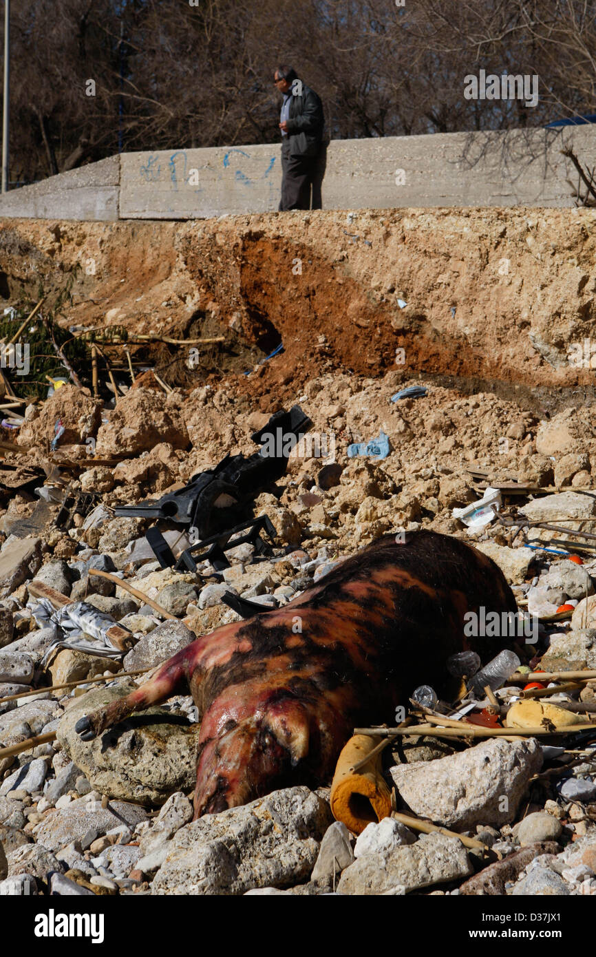 Feb. 12, 2013 - Faliro, GREECE - A dead pig at the beach among with garbages behind of one of the main stadium for the Olympics games at Faliro district near of Piraeus port. (Credit Image: © Aristidis Vafeiadakis/ZUMAPRESS.com) Stock Photo