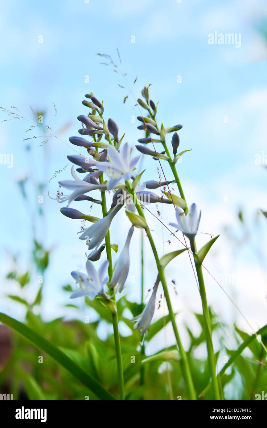 Blue and purple plants hi-res stock photography and images - Alamy