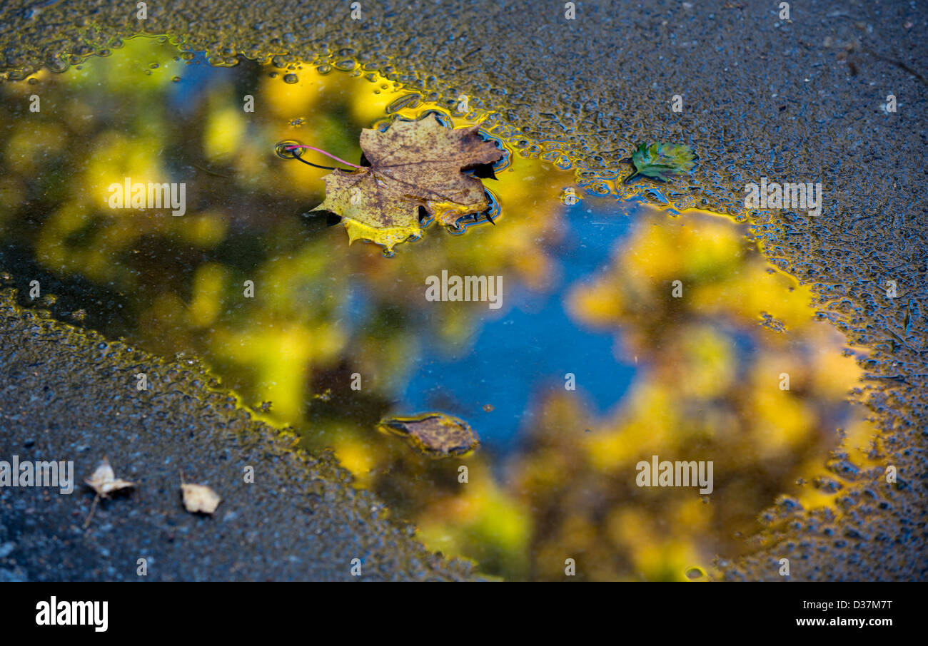 Fallen maple leaf on a small pool of water Stock Photo
