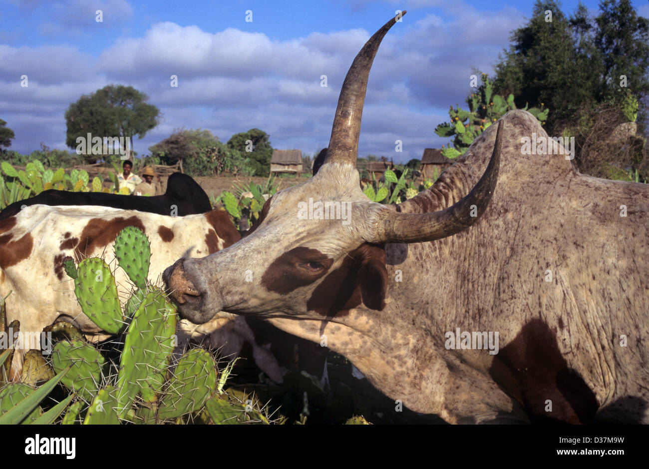 Zebu Cattle Eating Cactus Madagascar Stock Photo Alamy