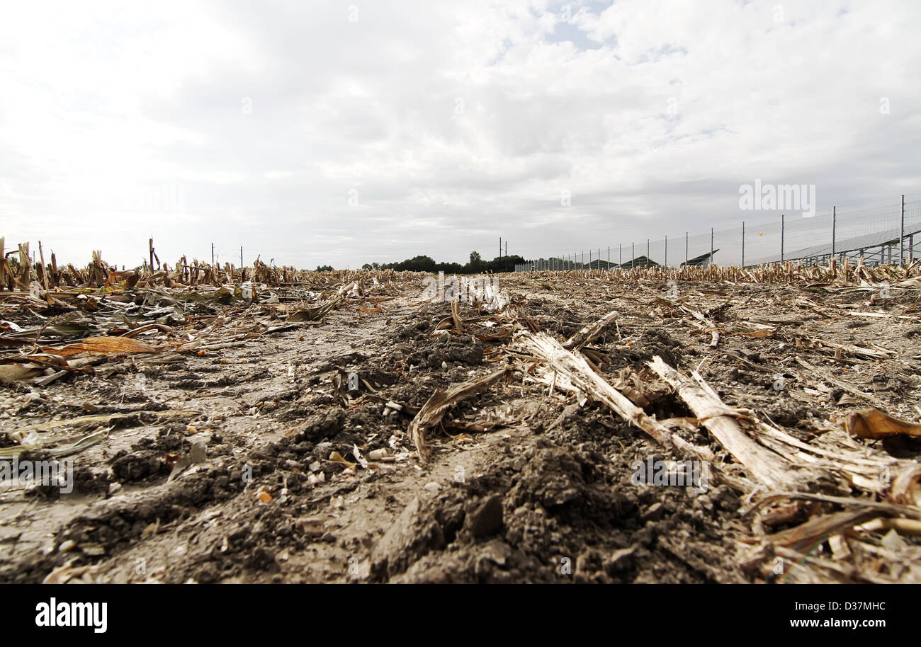 A drought and dead field with rests of plants Stock Photo - Alamy