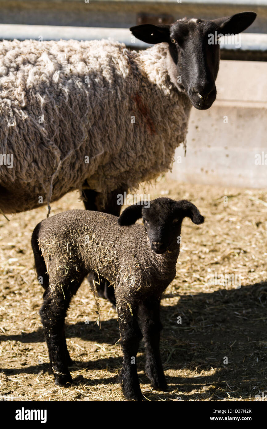 Suffolk sheep with lamb on a local farm in Spring. Stock Photo
