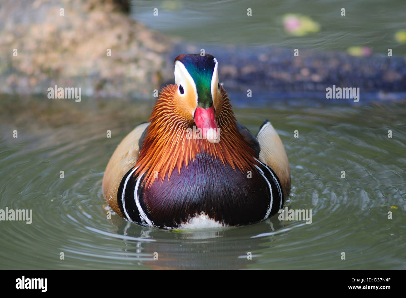 Mandarin drake. Slimbridge, Gloucestershire, UK March 2011 Stock Photo