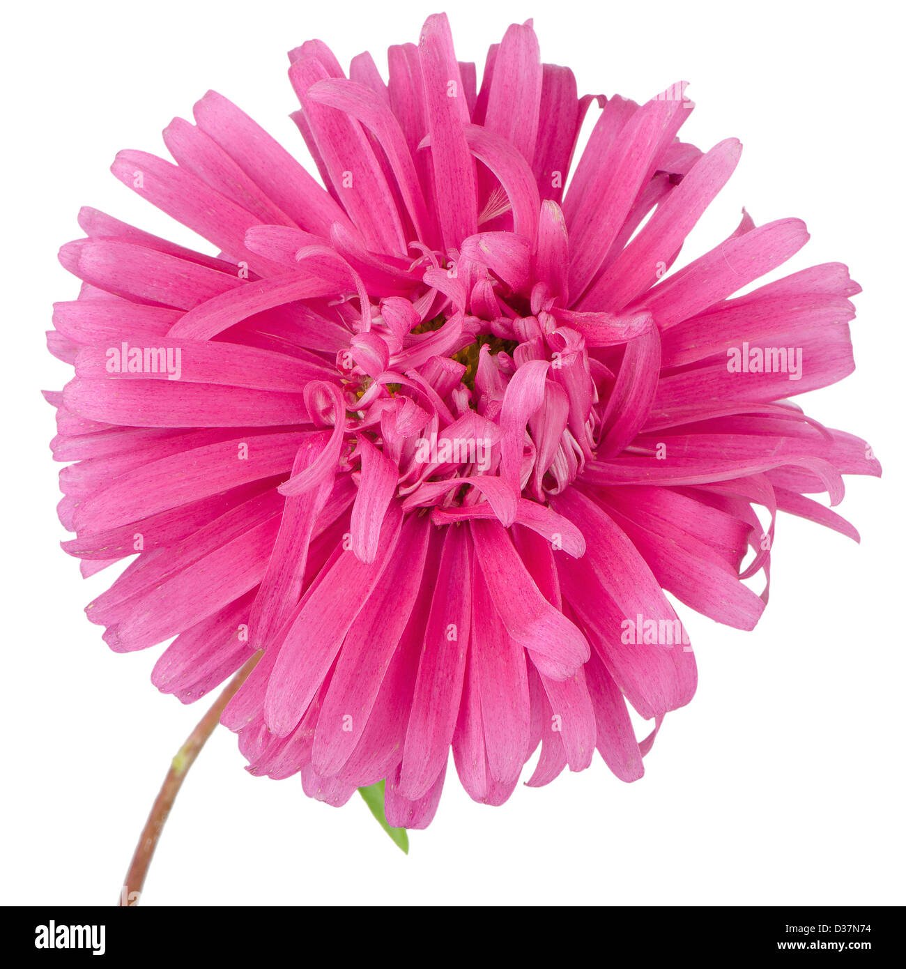 Pink daisy flower isolated on white background Stock Photo - Alamy