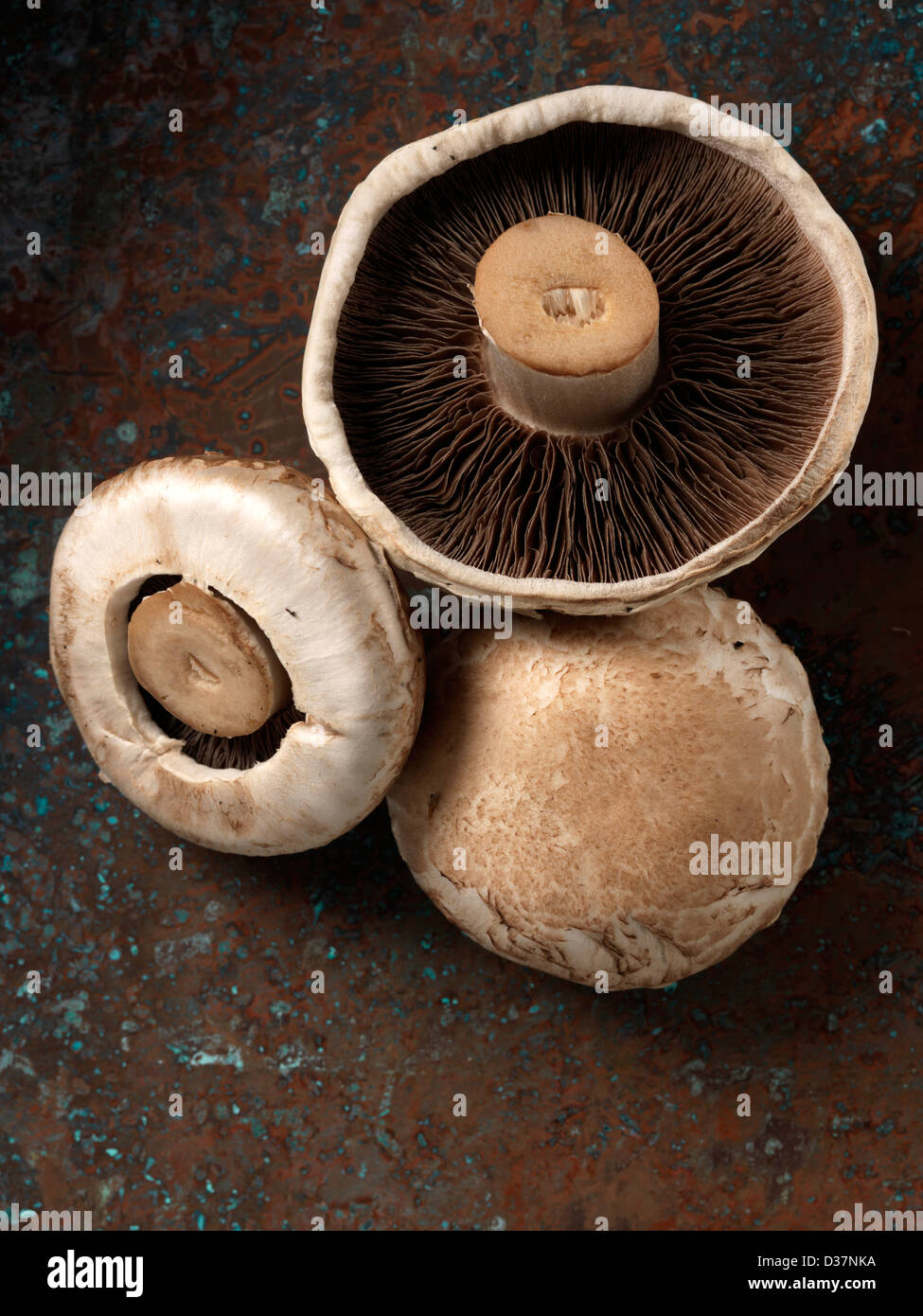 Mushrooms funghi Stock Photo