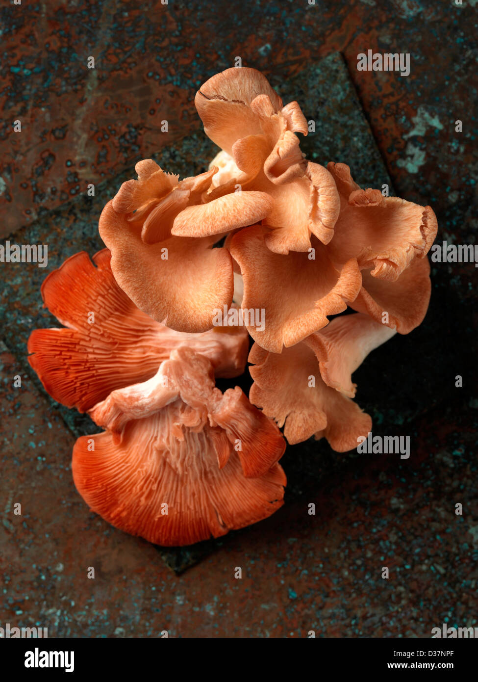 Pink oyster chanterelle mushrooms Stock Photo Alamy