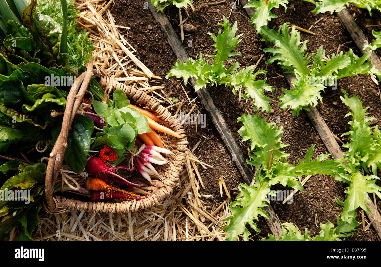 Basket of picked vegetables in garden Stock Photo