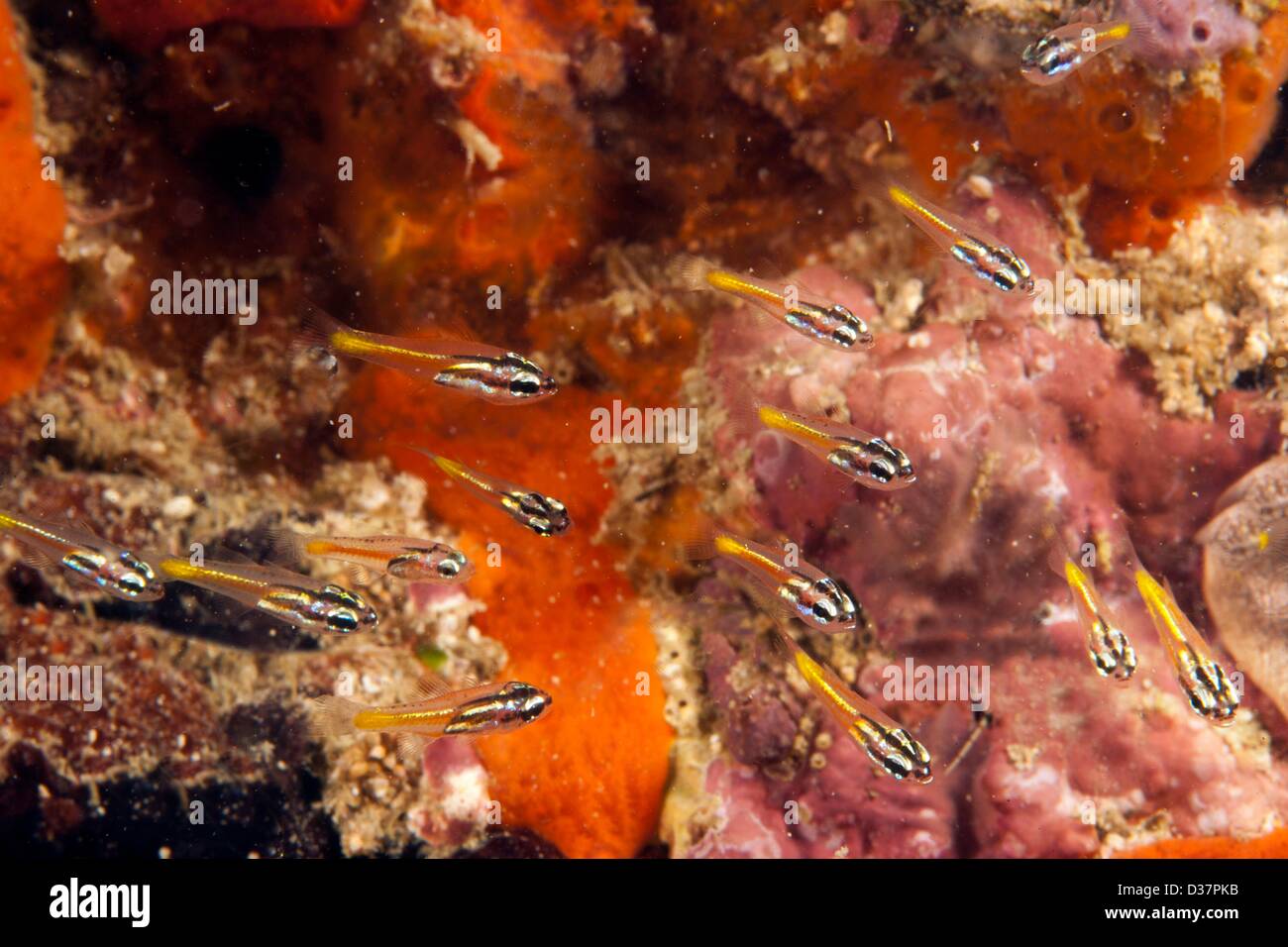 Mini Cardinalfish Apogon neotes, Palawan, Philippines, Asia Stock Photo