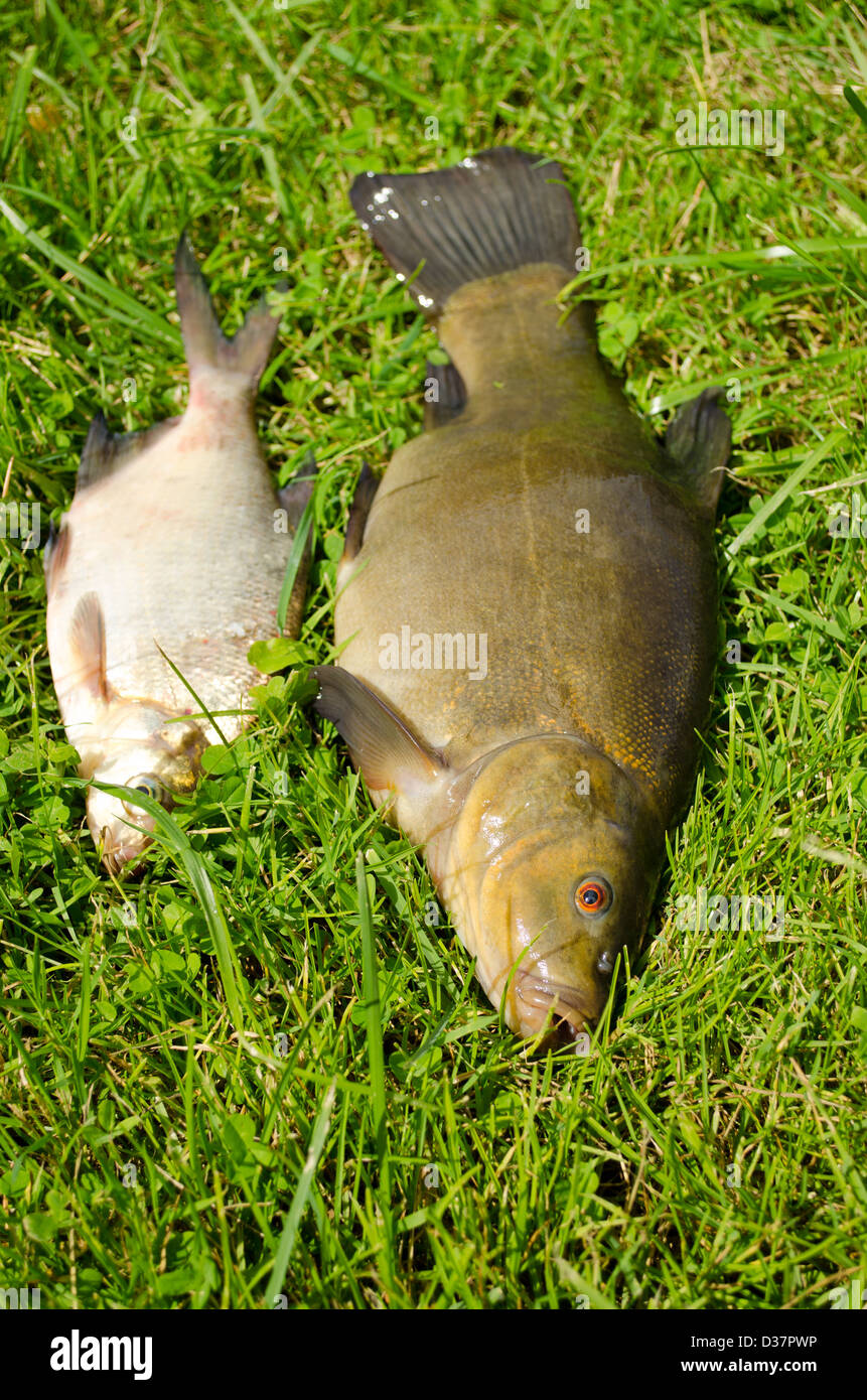 lake fishes tench with orange eye and bream on green grass. Stock Photo